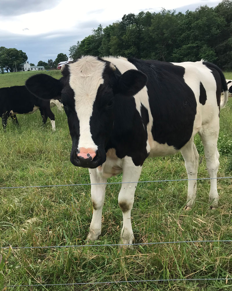 Cow standing in the field looking at the camera