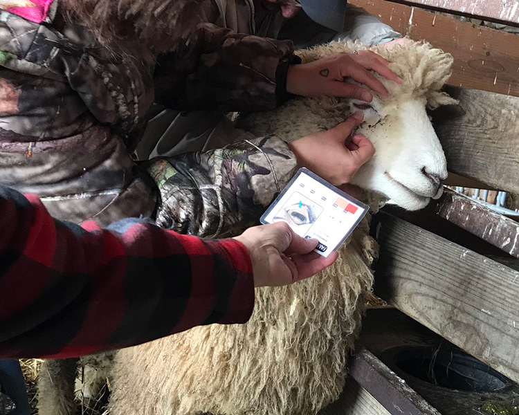 Dr.-Kremer-Famacha-training Dr Kremer training with sheep