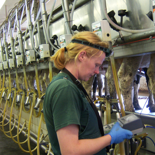Microbiologist checking milk quality in parlor