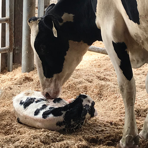 Mama cow kissing baby cow