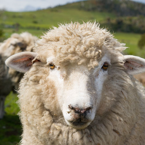Wooly sheep looking at the camera