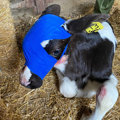 calf with bandaged eye